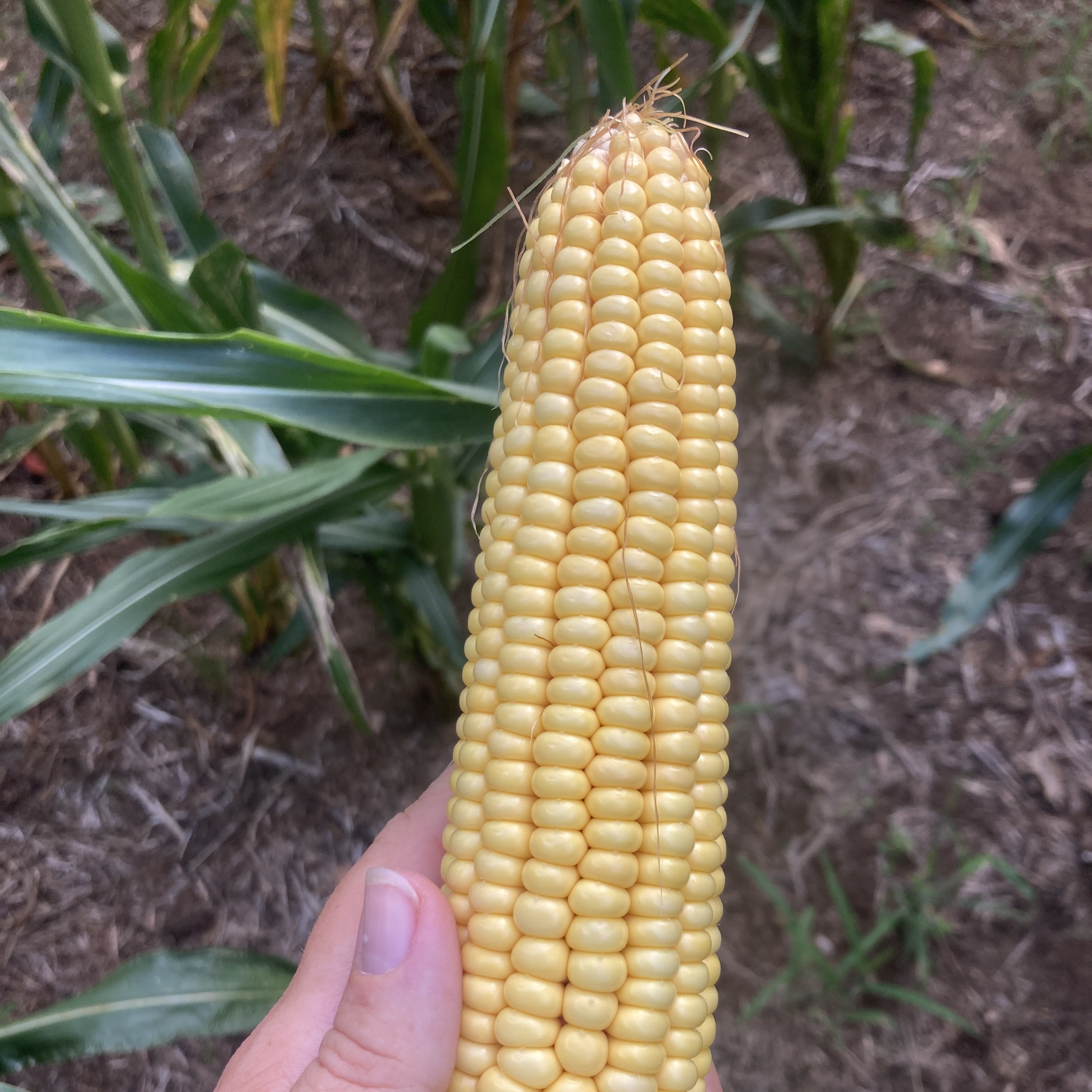 Corn ear r4 25.jpg
